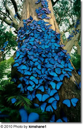 Butterflies on a tree