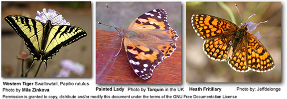 Western Tiger Butterfly, Painted Lady Butterfly, Heath Fritillary Butterfly