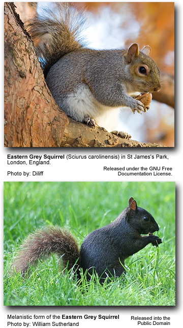 Eastern Grey Squirrels