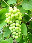 Grapes (Blue or Green)