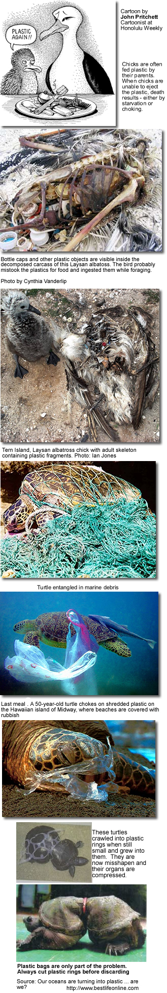 Plastic Pollution in our Oceans and the Victims