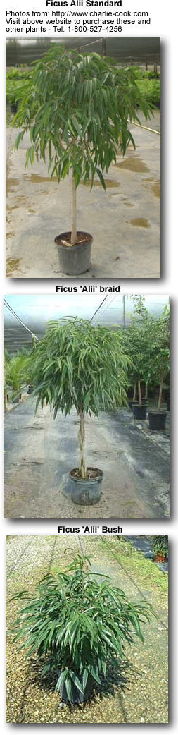 Ficus Alli